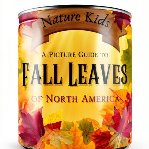 Sloth Dreams Publishing Fall Collection 2025 Childrens Book-0