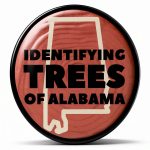 Childrens Forest Tree Book Botany Educational Grade 2-12-0