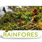 DK Children Forest Tree Book English Reading Age 9 12-0