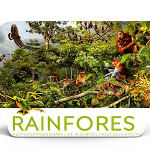 DK Children Forest Tree Book English Reading Age 9 12-0